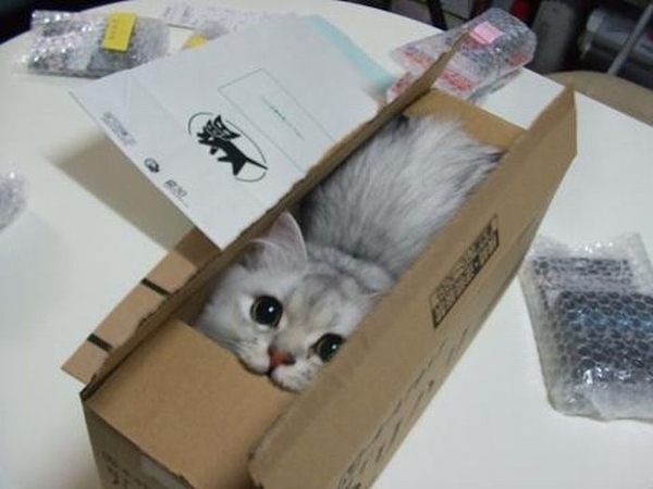 Chat dans un carton